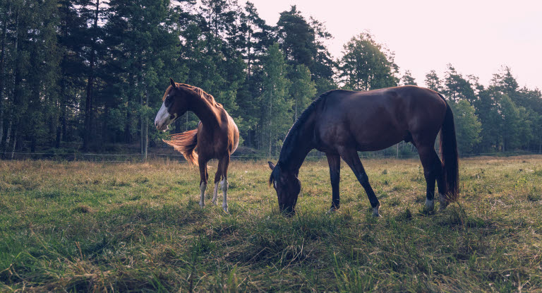 Hest ute på beite