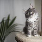 Kattunge som sitter i et kattemøbel med plante i bakgrunnen.