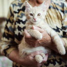 Person som holder en katt