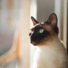 Katt som ser ut av viduet