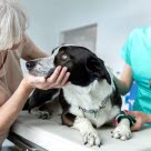 Hund og eier hos veterinæren