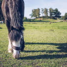 Hest gresser på beite