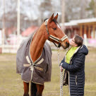 Hest og menneske